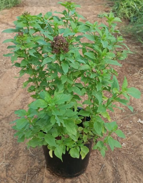 Buy Basil (Rehan) Plant Online in UAE – Fresh Aromatic Herb for Cooking & Home Gardens