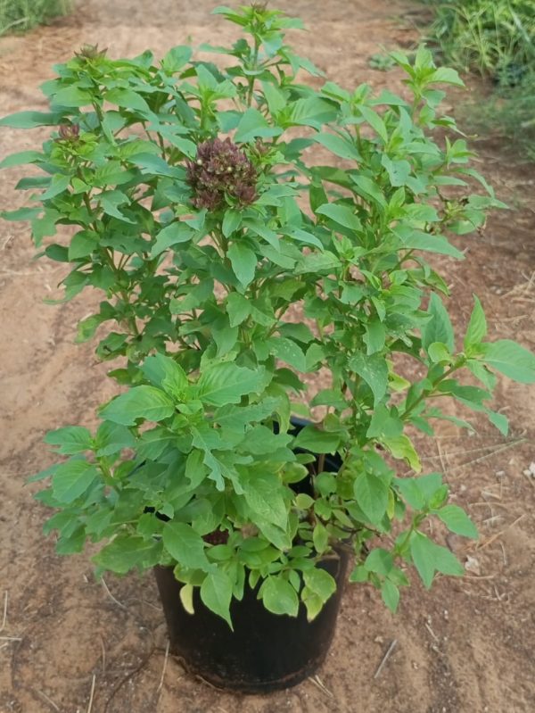 Buy Basil (Rehan) Plant Online in UAE – Fresh Aromatic Herb for Cooking & Home Gardens