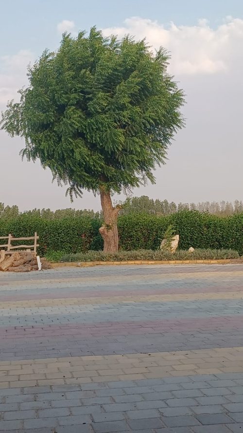 Buy Neem Tree (Azadirachta indica) Online in UAE – Medicinal, Shade-Giving Tree for Gardens & Farms