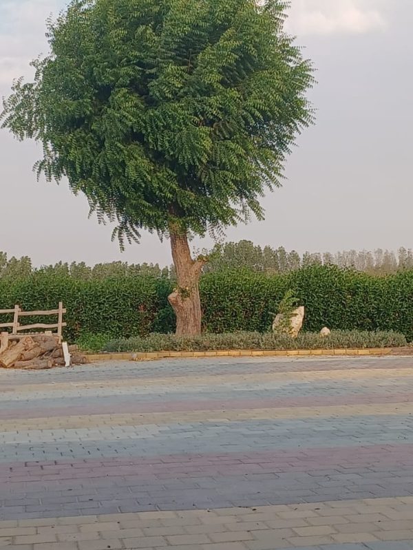 Buy Neem Tree (Azadirachta indica) Online in UAE – Medicinal, Shade-Giving Tree for Gardens & Farms