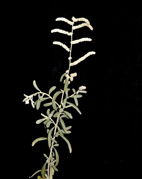 Aerva javanica - Image 7
