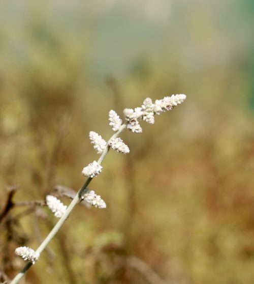 Aerva javanica - Image 8