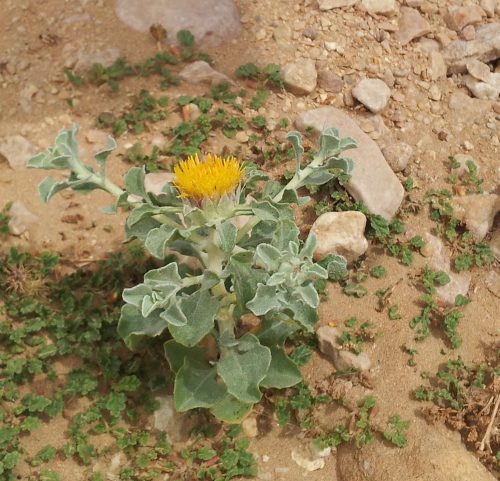 Buy Anvillea garcinii Plant in UAE – Drought-Tolerant Desert Shrub - Image 2