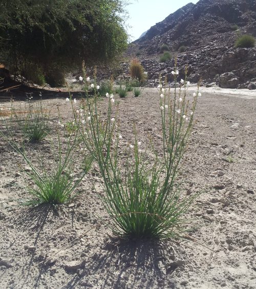 Buy Asphodelus tenuifolius in UAE – Hardy Flowering Wild Plant - Image 4
