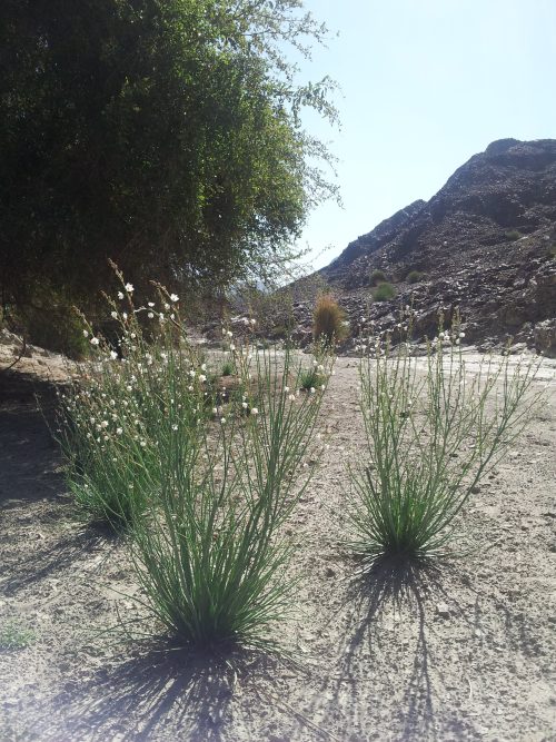 Buy Asphodelus tenuifolius in UAE – Hardy Flowering Wild Plant - Image 5