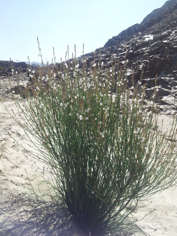 Buy Asphodelus tenuifolius in UAE – Hardy Flowering Wild Plant