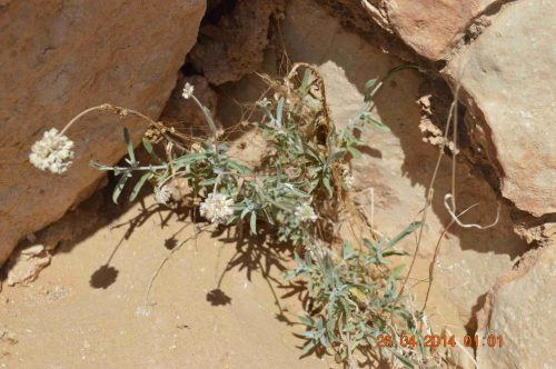 Buy Helichrysum makranicum in UAE – Aromatic Drought-Resistant Shrub - Image 2