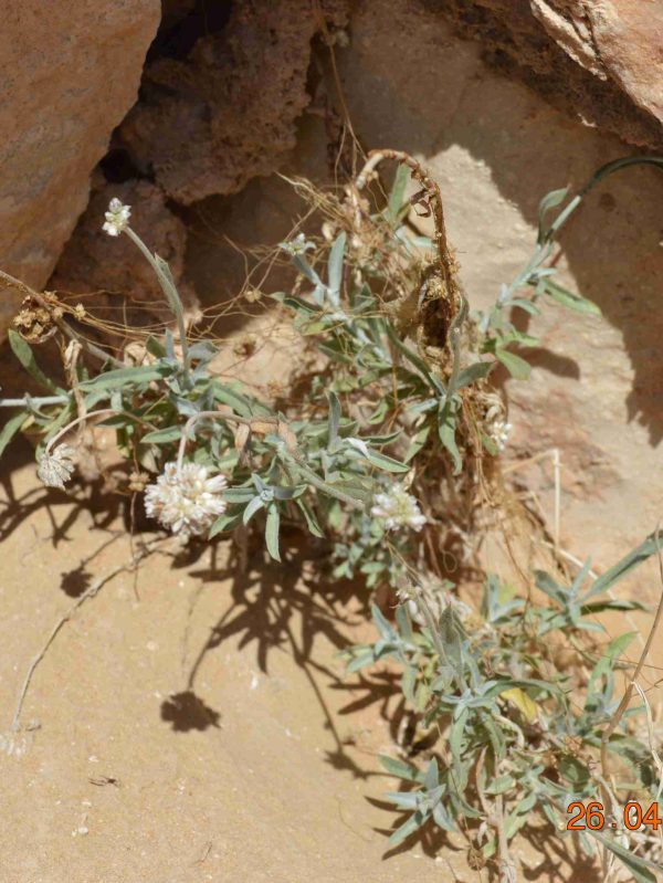 Buy Helichrysum makranicum in UAE – Aromatic Drought-Resistant Shrub