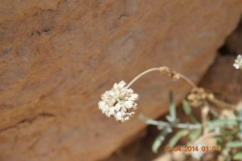 Buy Helichrysum makranicum in UAE – Aromatic Drought-Resistant Shrub - Image 3
