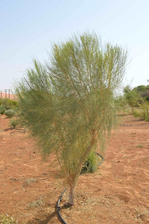 Buy Haloxylon persicum in UAE – Native Drought-Resistant Desert Tree - Image 2