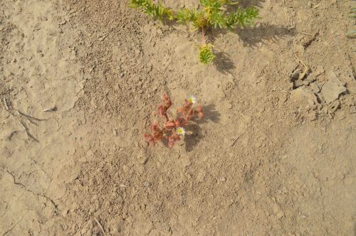 Buy Mesembryanthemum nodiflorum in UAE – Hardy Coastal Succulent Plant - Image 2