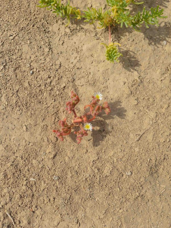 Buy Mesembryanthemum nodiflorum in UAE – Hardy Coastal Succulent Plant