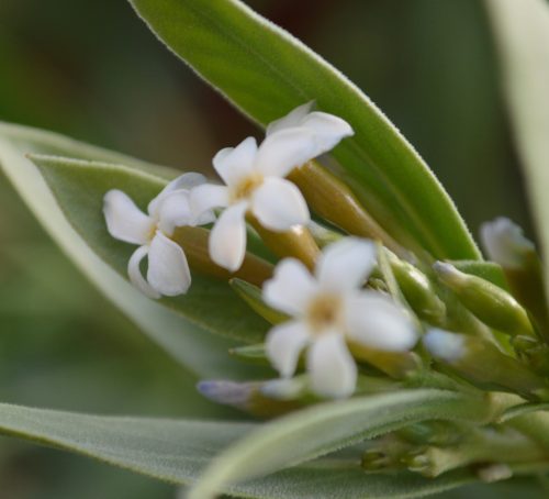 Buy Rhazya stricta in UAE – Native Medicinal Shrub for Arid Landscaping - Image 2