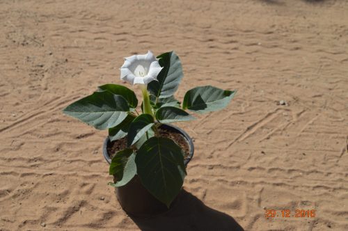 Buy Datura metel (Angel’s Trumpet) in UAE – Ornamental Flowering Plant - Image 2