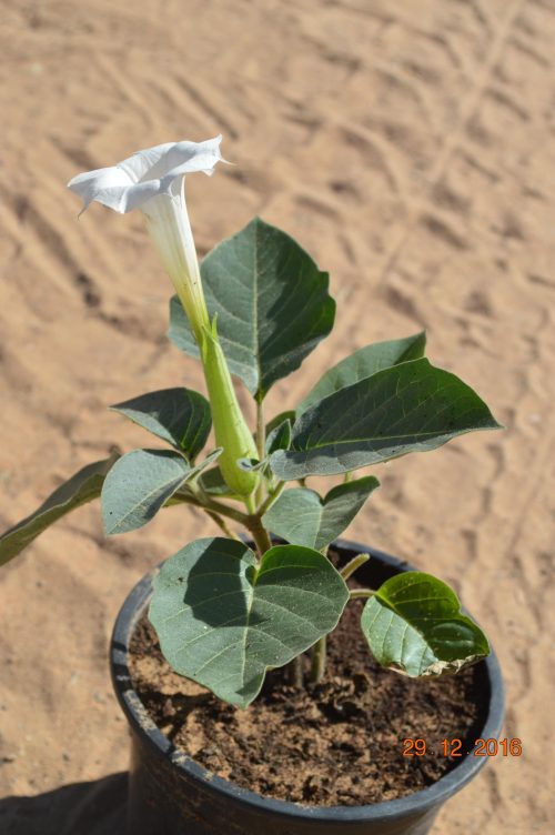 Buy Datura metel (Angel’s Trumpet) in UAE – Ornamental Flowering Plant - Image 3