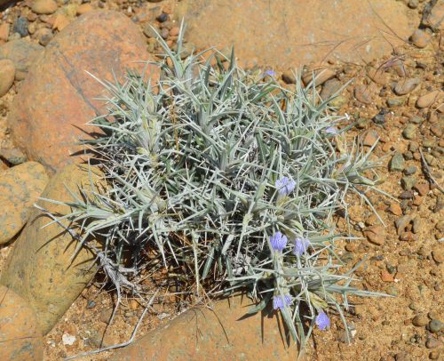 Buy Blepharis ciliaris in UAE – Hardy Desert Ground Cover Plant - Image 4