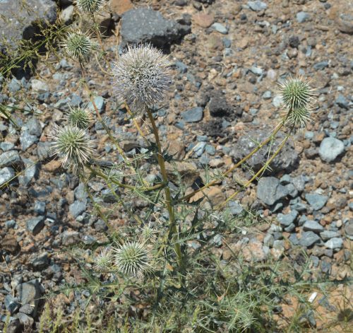 Buy Echinops spinosissimus (Globe Thistle) in UAE – Hardy Desert Perennial