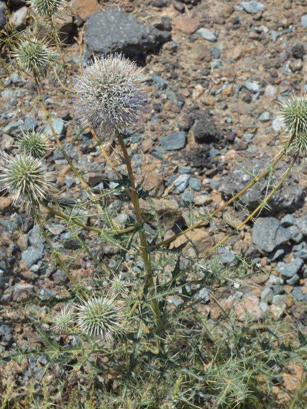 Buy Echinops spinosissimus (Globe Thistle) in UAE – Hardy Desert Perennial