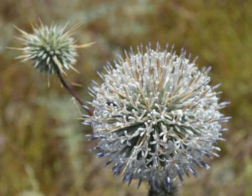 Buy Echinops spinosissimus (Globe Thistle) in UAE – Hardy Desert Perennial - Image 3