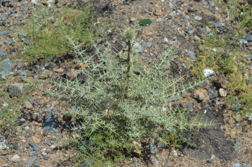Buy Echinops spinosissimus (Globe Thistle) in UAE – Hardy Desert Perennial - Image 4