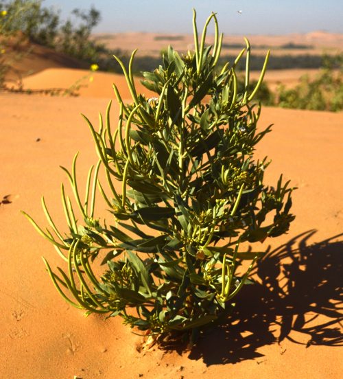 Buy Rhazya stricta in UAE – Native Medicinal Shrub for Arid Landscaping - Image 3