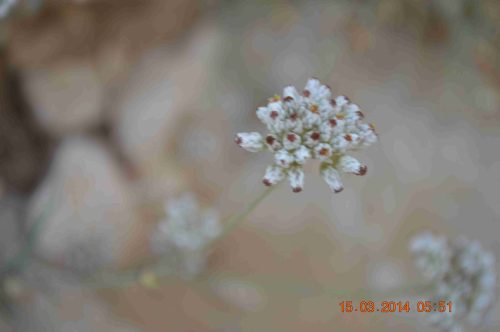 Buy Helichrysum makranicum in UAE – Aromatic Drought-Resistant Shrub - Image 4