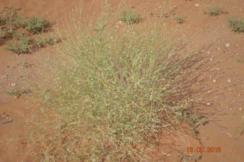 Buy Dipterygium glaucum in UAE – Native Desert Flowering Plant - Image 2