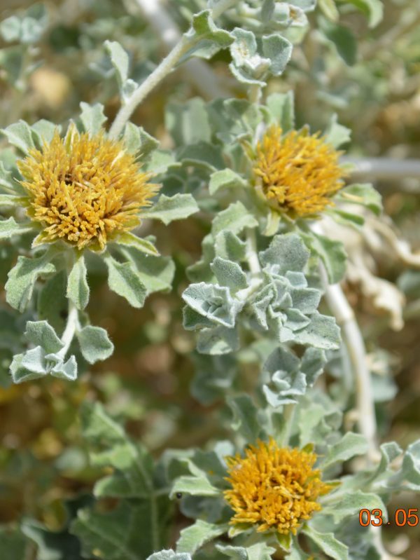 Buy Anvillea garcinii Plant in UAE – Drought-Tolerant Desert Shrub