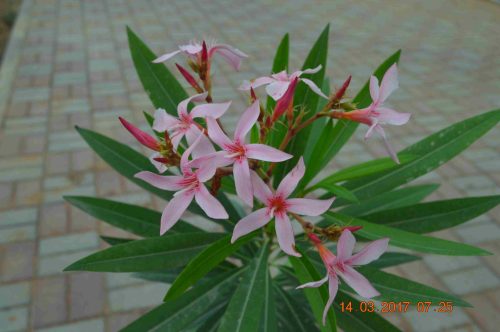 Buy Nerium oleander in UAE – Evergreen Flowering Shrub for Gardens - Image 2