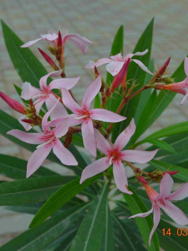 Buy Nerium oleander in UAE – Evergreen Flowering Shrub for Gardens