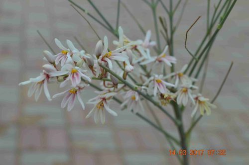 Buy Moringa peregrina in UAE – Native Medicinal Tree for Dry Climates - Image 2