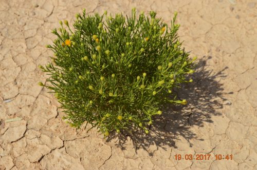 Buy Pulicaria glutinosa in UAE – Native Aromatic Medicinal Shrub - Image 2