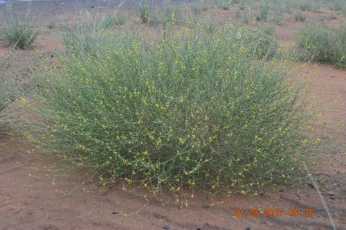 Buy Dipterygium glaucum in UAE – Native Desert Flowering Plant - Image 3
