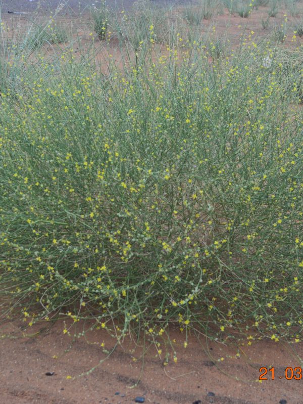 Buy Dipterygium glaucum in UAE – Native Desert Flowering Plant