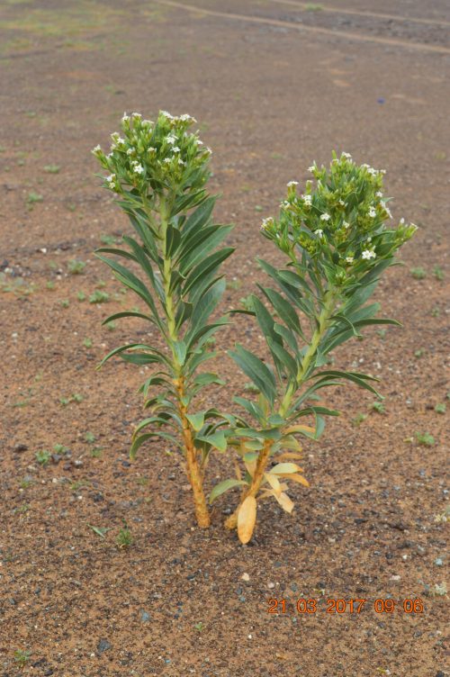 Buy Rhazya stricta in UAE – Native Medicinal Shrub for Arid Landscaping - Image 4