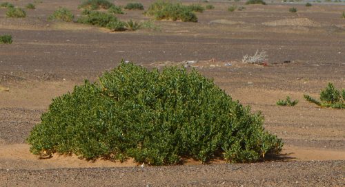 Buy Rhazya stricta in UAE – Native Medicinal Shrub for Arid Landscaping - Image 5