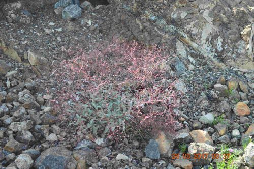 Buy Boerhavia elegans in UAE – Drought-Tolerant Wildflower Plant - Image 2