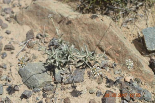 Buy Helichrysum makranicum in UAE – Aromatic Drought-Resistant Shrub - Image 5