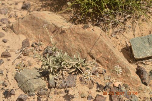 Buy Helichrysum makranicum in UAE – Aromatic Drought-Resistant Shrub - Image 6