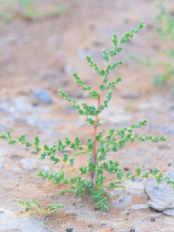 Buy Salsola Plant in UAE – Salt-Tolerant Desert Shrub for Landscaping