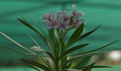 Buy Nerium oleander in UAE – Evergreen Flowering Shrub for Gardens - Image 3