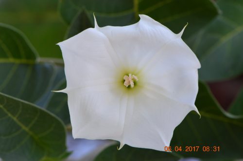 Buy Datura metel (Angel’s Trumpet) in UAE – Ornamental Flowering Plant - Image 4