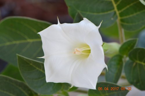 Buy Datura metel (Angel’s Trumpet) in UAE – Ornamental Flowering Plant - Image 5