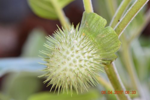 Buy Datura metel (Angel’s Trumpet) in UAE – Ornamental Flowering Plant - Image 6