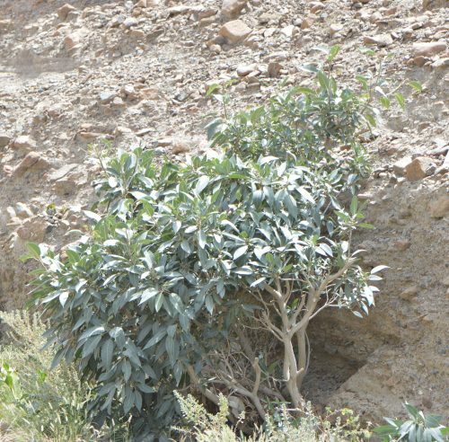 Buy Ficus cordata in UAE – Hardy Fig Tree for Desert Landscapes - Image 2
