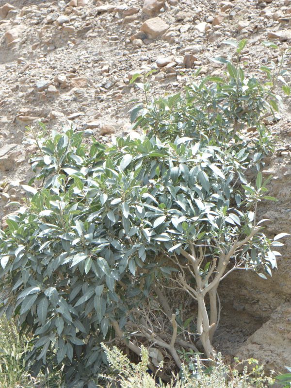 Buy Ficus cordata in UAE – Hardy Fig Tree for Desert Landscapes
