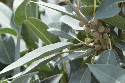Buy Ficus cordata in UAE – Hardy Fig Tree for Desert Landscapes - Image 3