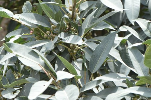 Buy Ficus cordata in UAE – Hardy Fig Tree for Desert Landscapes - Image 4