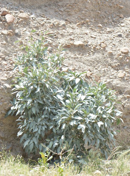 Buy Ficus cordata in UAE – Hardy Fig Tree for Desert Landscapes - Image 5