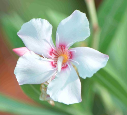 Buy Nerium oleander in UAE – Evergreen Flowering Shrub for Gardens - Image 4